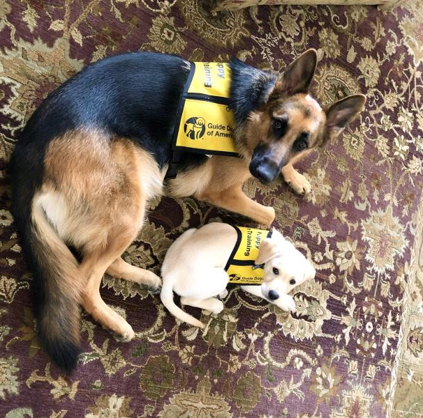 /Images/uploads/International Guiding Eyes Inc/gdapawsitivitycalendar/entries/20782thumb.jpg